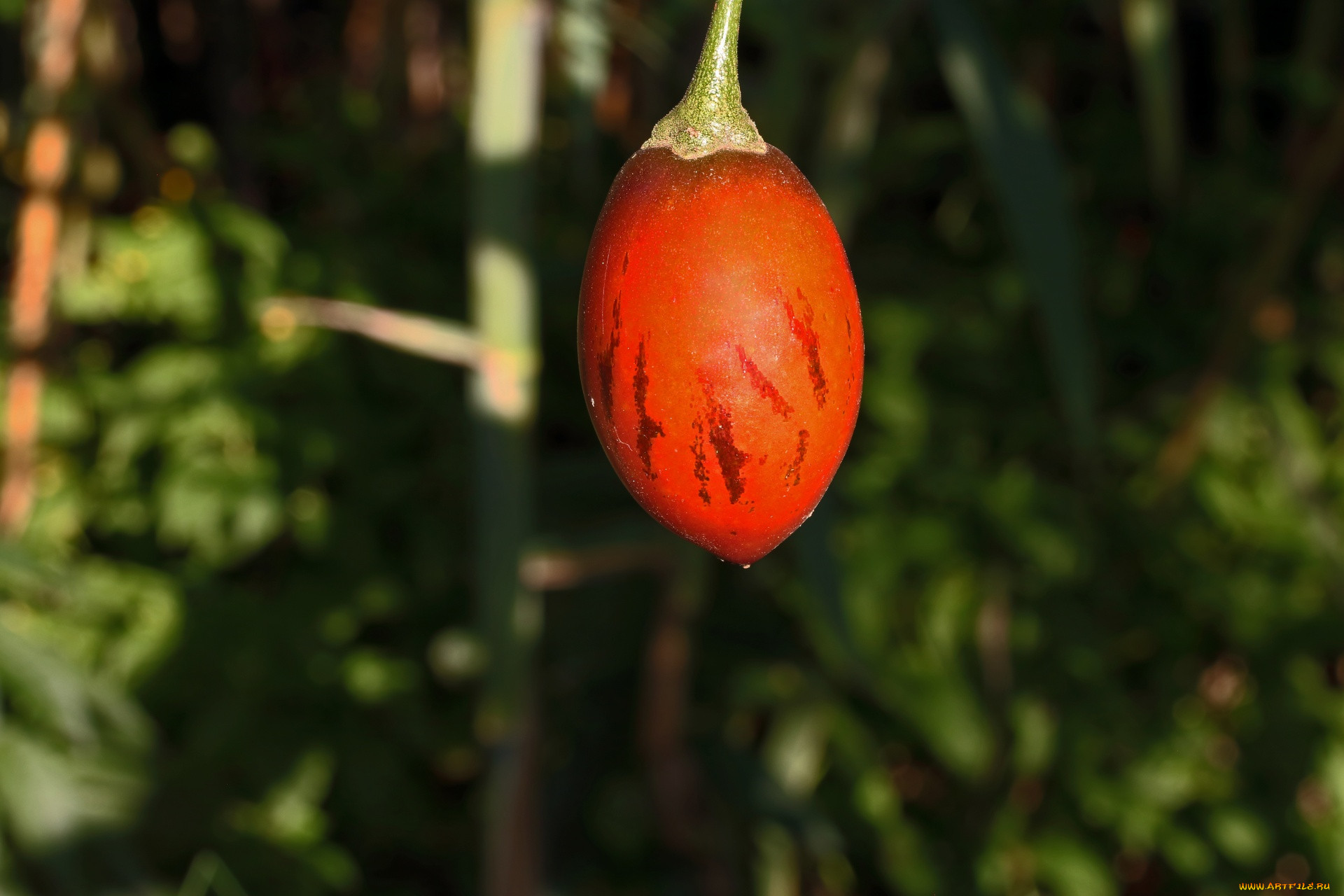 tree tomato fruit, , , tree, tomato, fruit